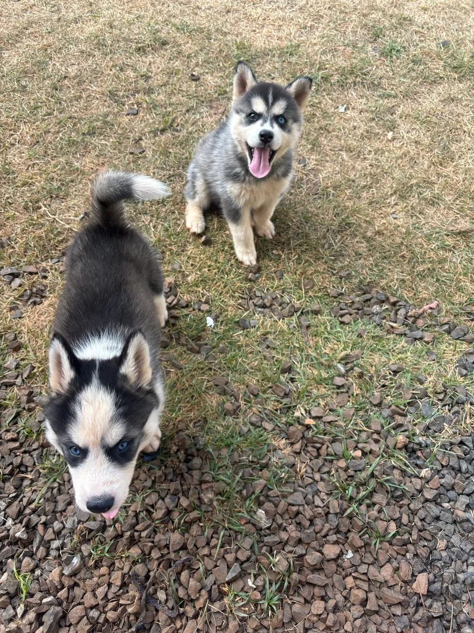 Lindos filhotes de Husky Siberiano  - Foto 4
