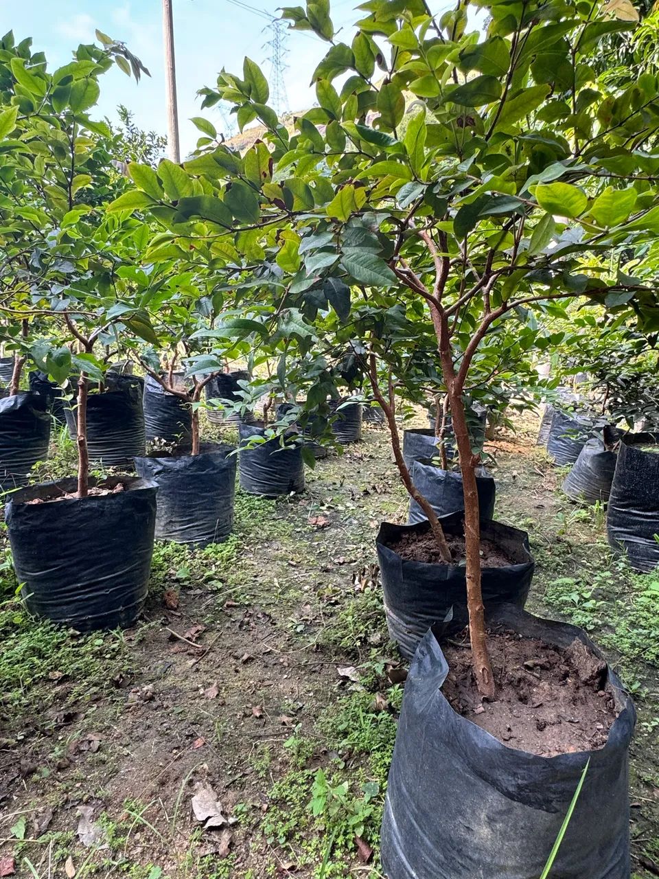 Jabuticaba mudas já produzindo - Foto 6