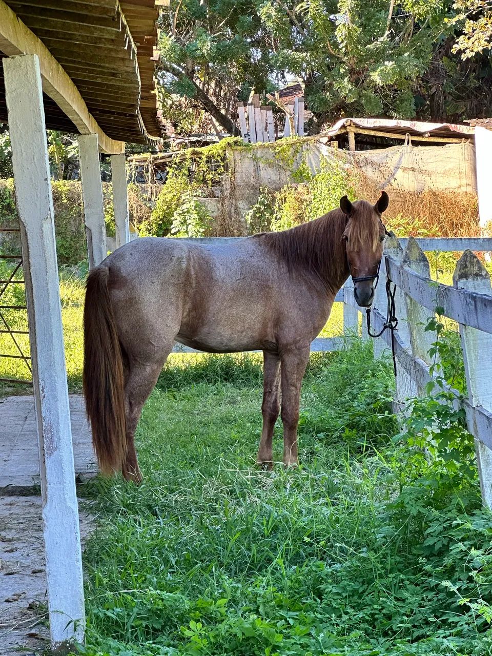 Cavalo - Foto 2
