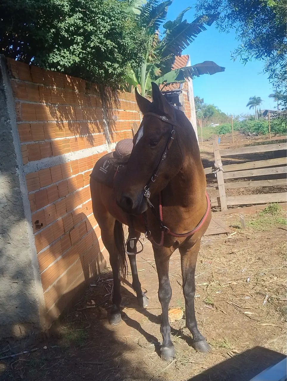 Cavalo  - Foto 5