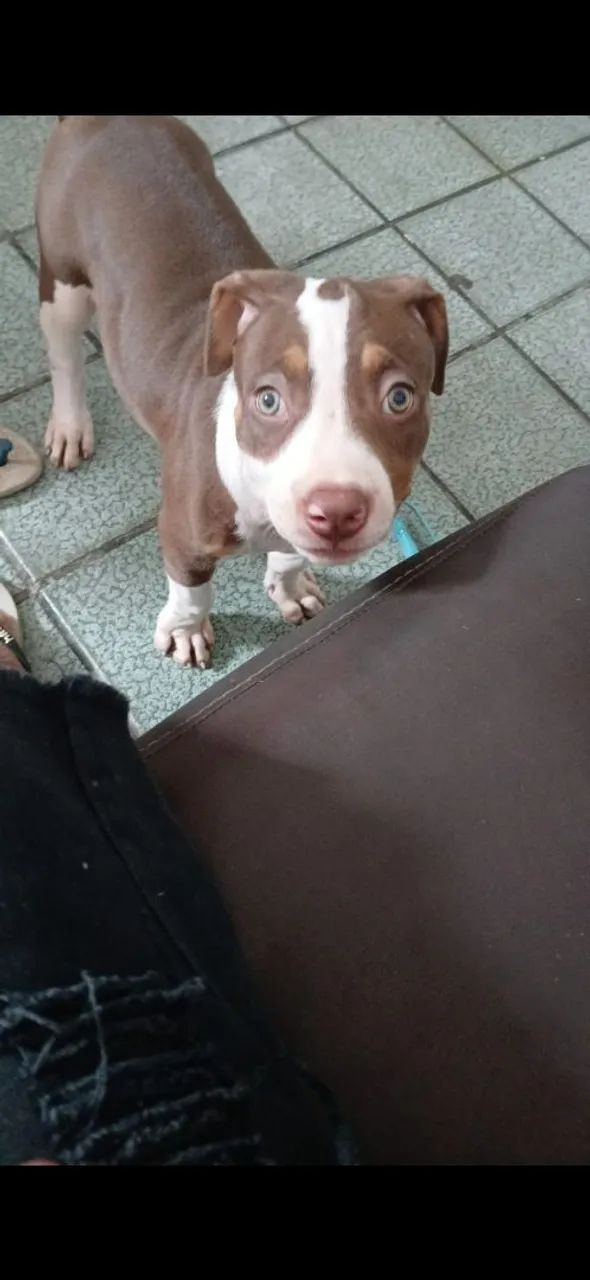 Cachorro  - Foto 2