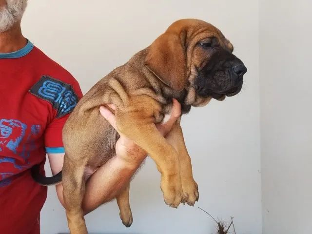 Fila Brasileiro