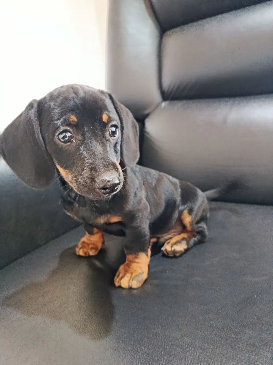 Dachshund  - Foto 3