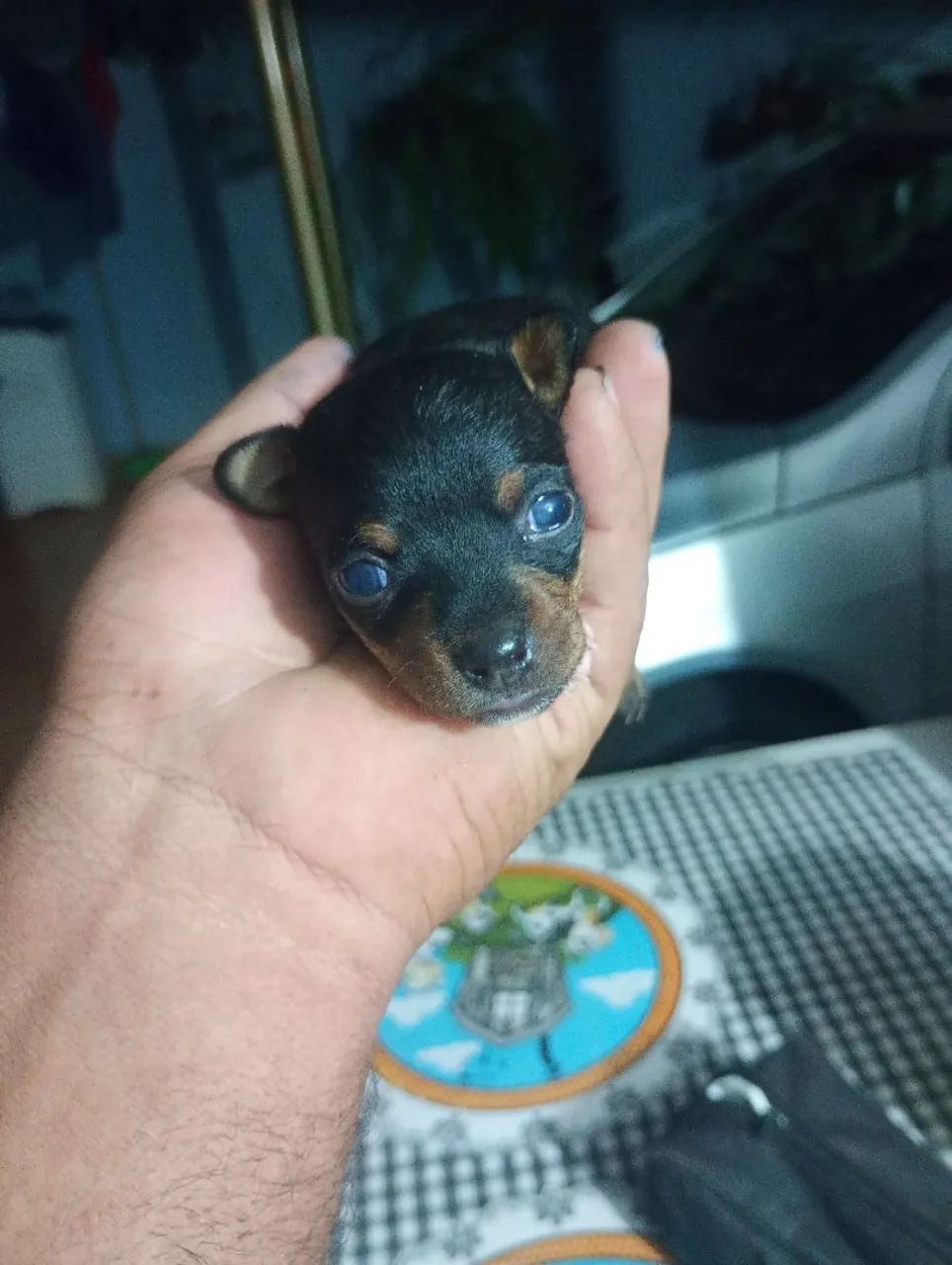 Filhote de Pincher quase zero macho - Foto 3