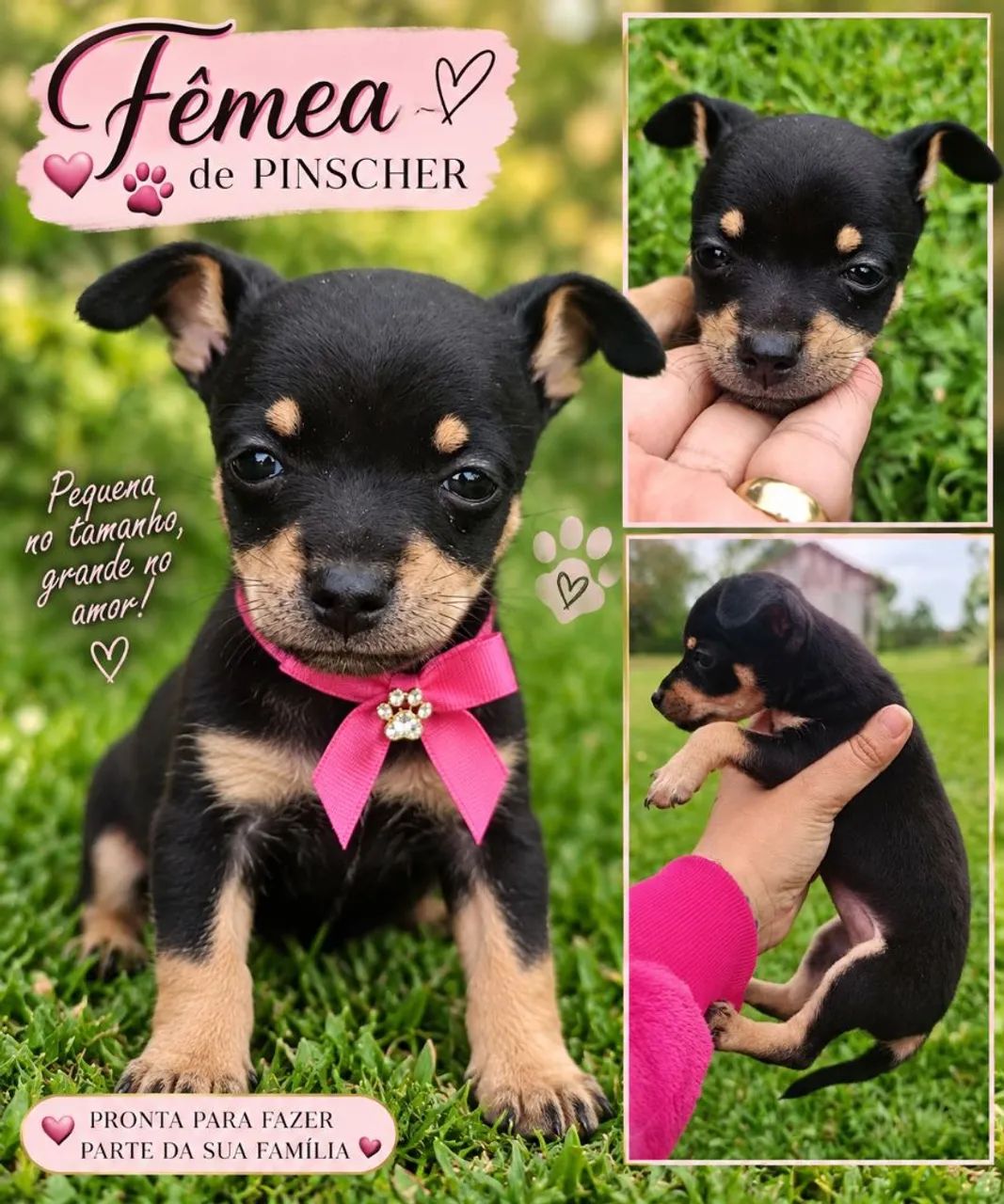 Pinscher 1 com 0 filhote disponível - Foto 3