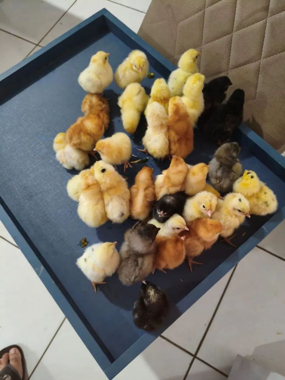 Pintinhos caipirao com isabrow