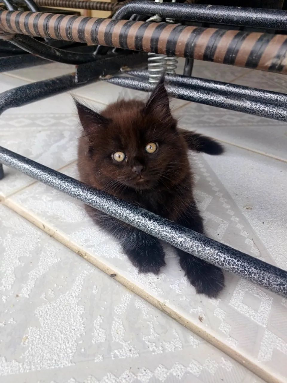 Fêmea Maine Coon - Foto 5