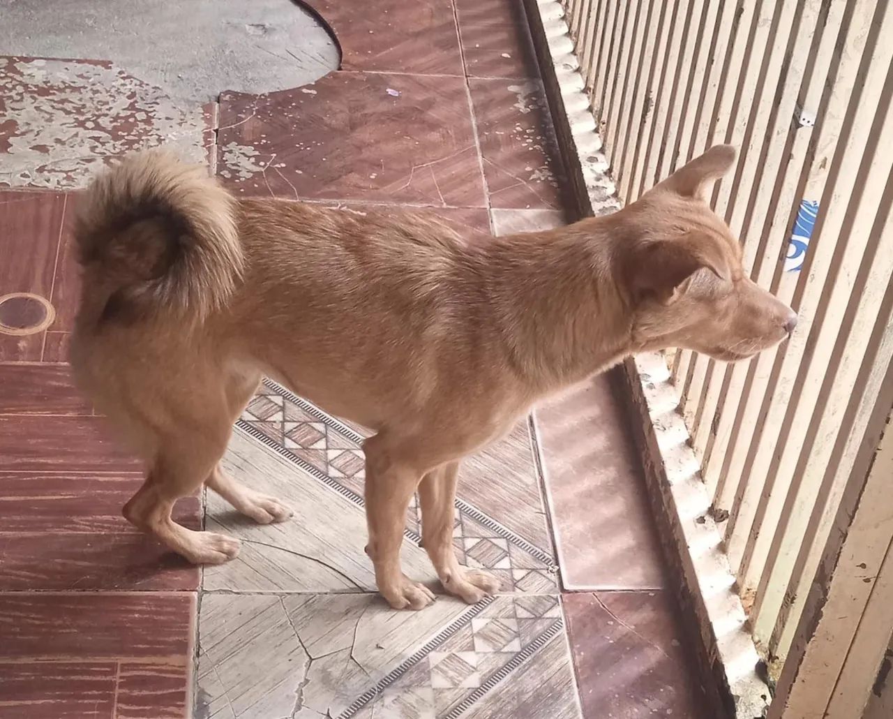 Cachorra para doação! - Foto 2
