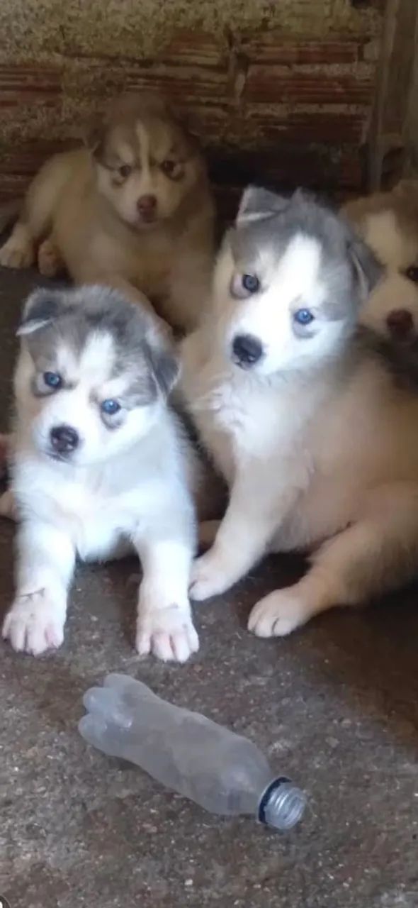 Filhotes de husky siberiano  - Foto 5