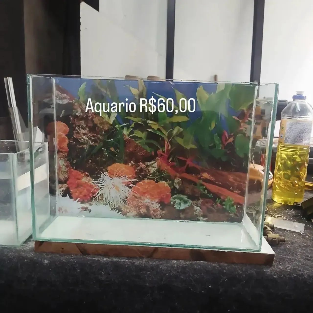 Aquário 