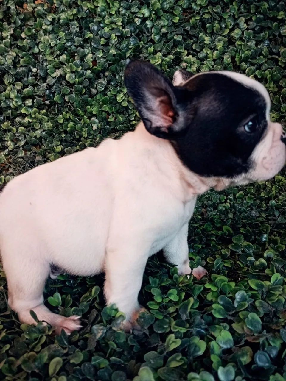 Buldogue francês micro  - Foto 3