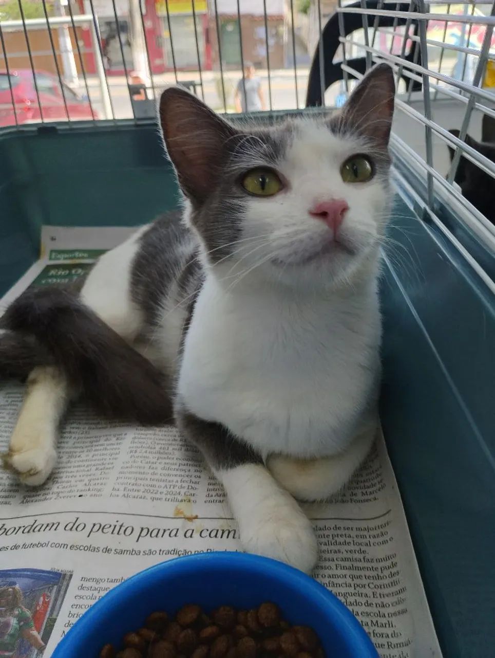 Gata CASTRADA, VACINADA e Vermifugada para adoção responsável  - Foto 2