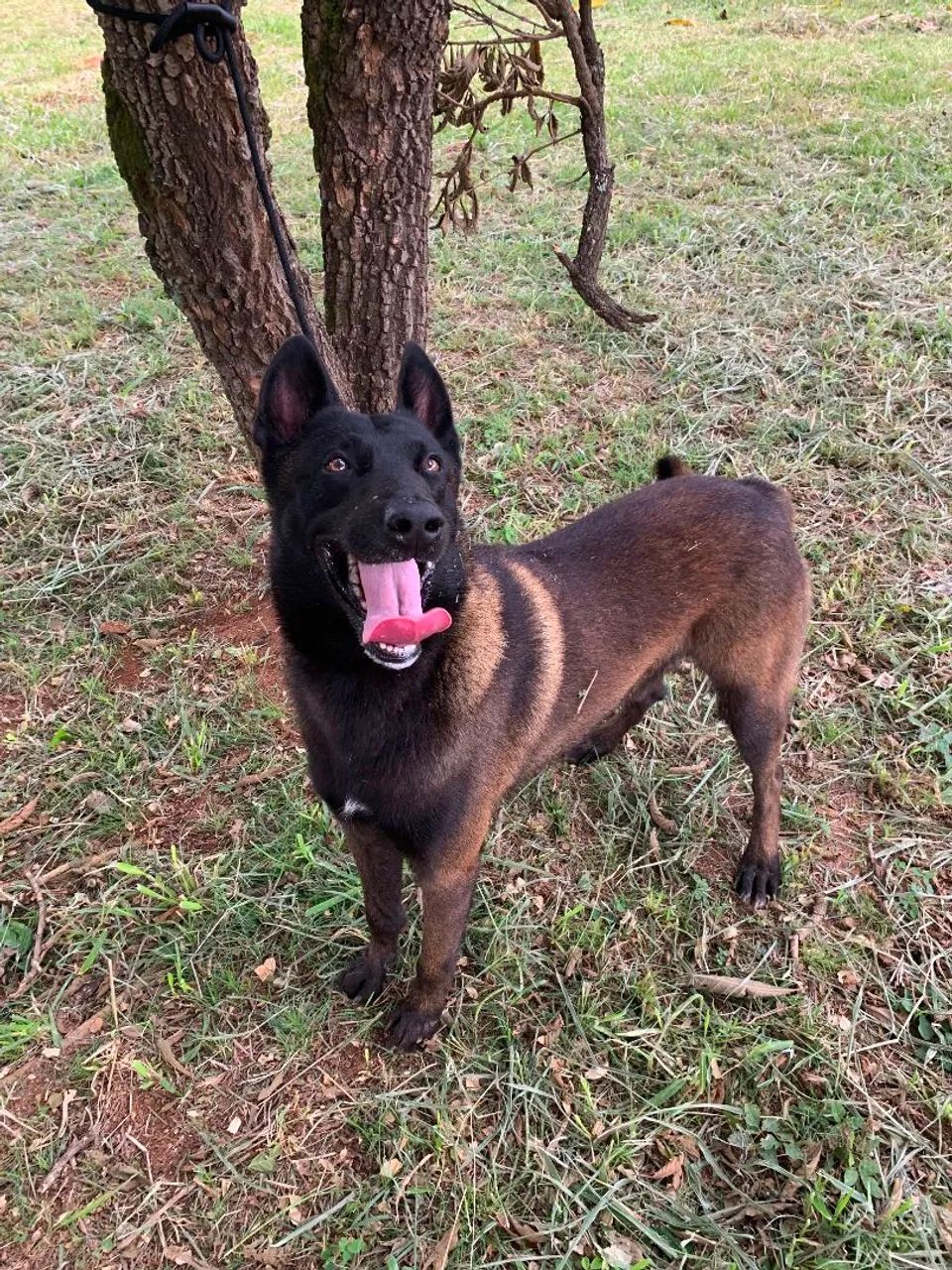 Pastor Belga Malinois  - Foto 3