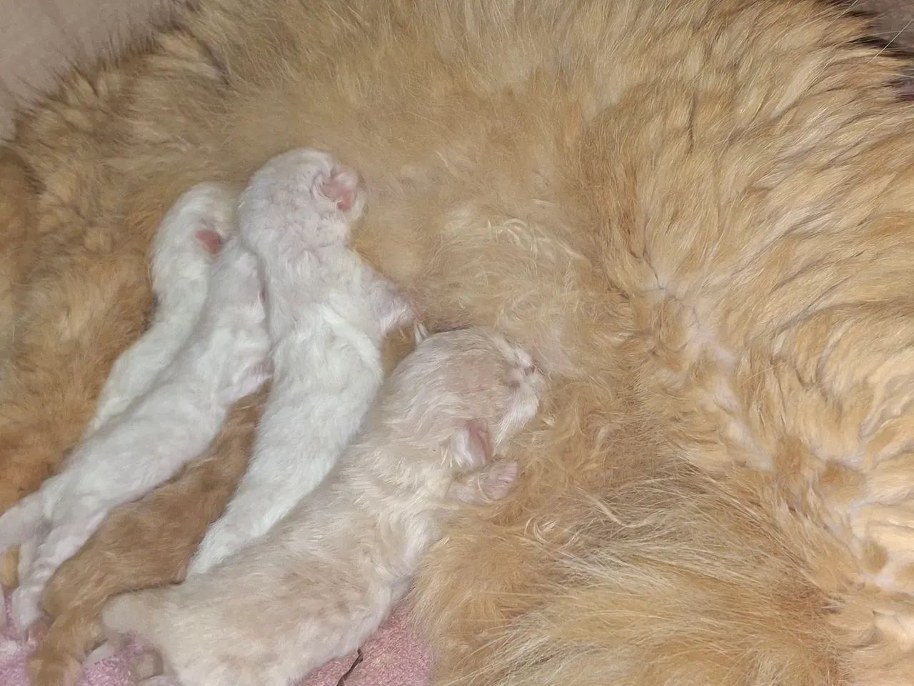 Filhote de gato ?  - Foto 2