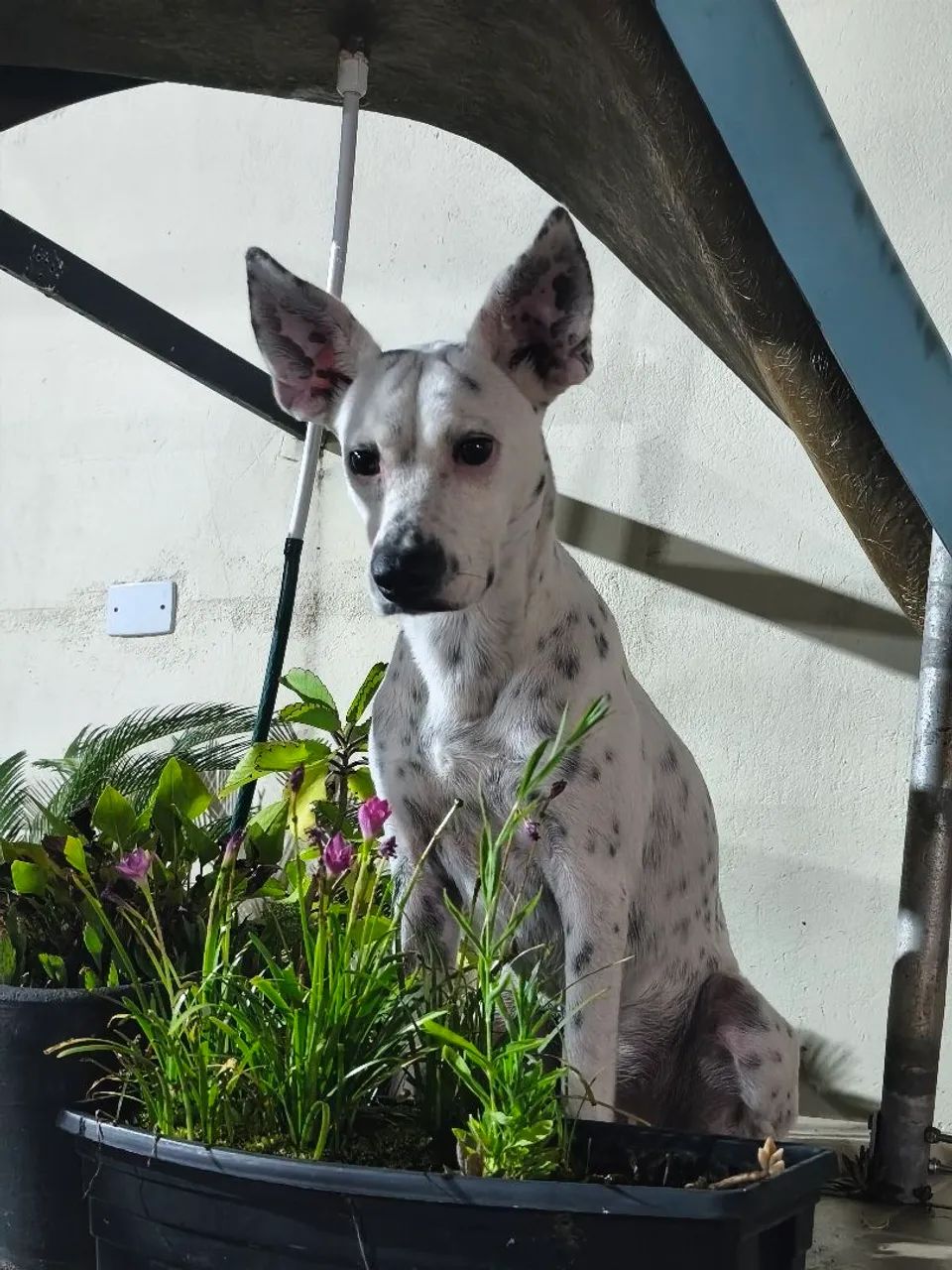 Cachorro mestiço doação 