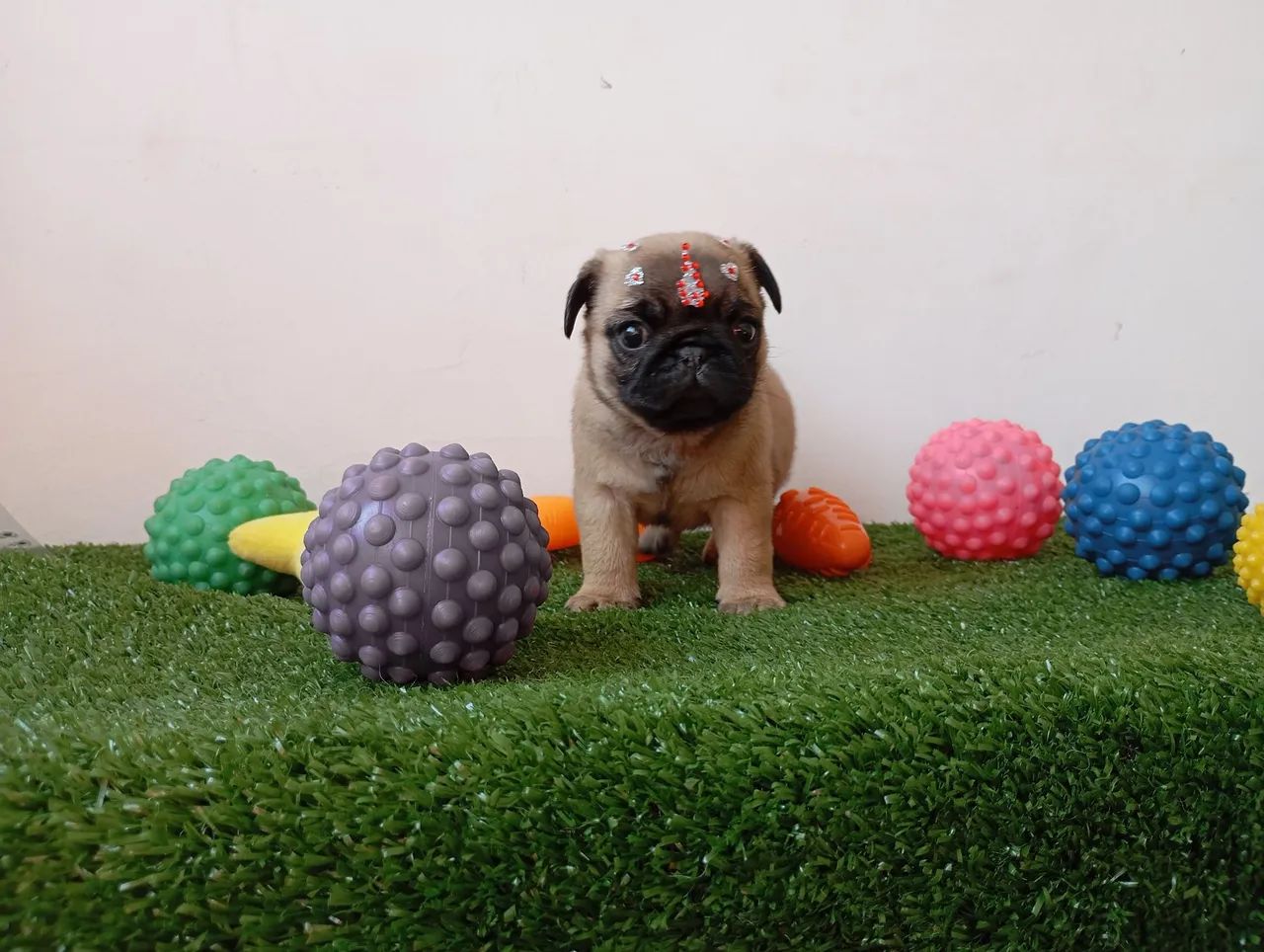 Filhotes de Pug disponíveis  - Foto 3