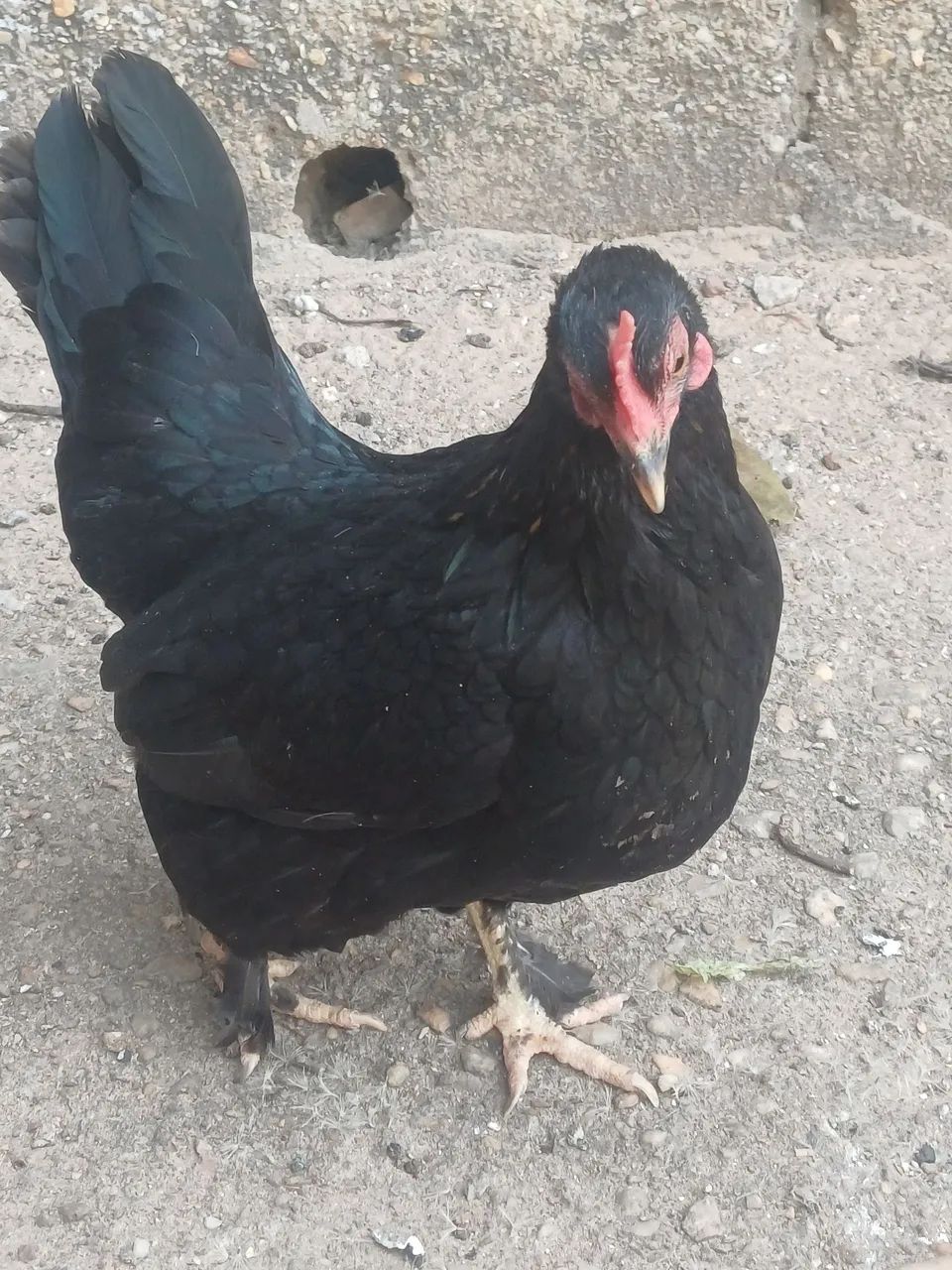 Galinha garnize preta, com pelos n pés, não é bem naniquinho 