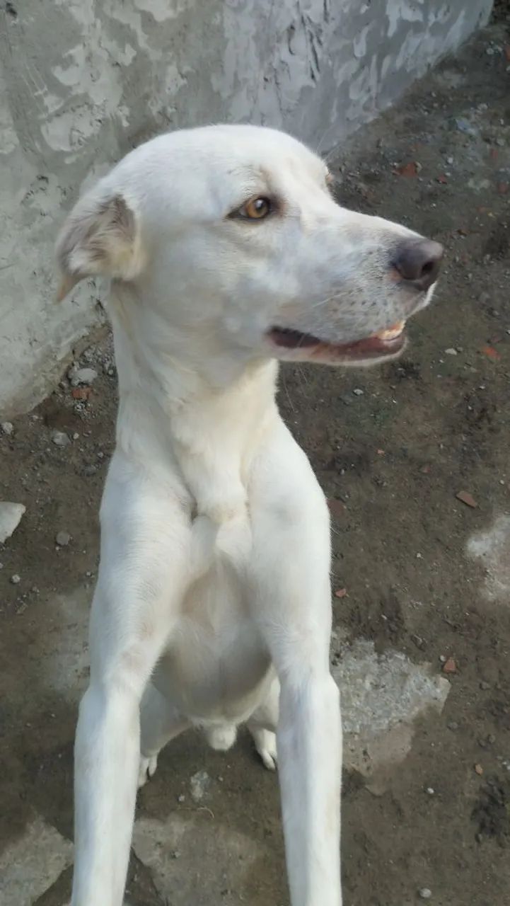 Doação de cachorro  - Foto 4