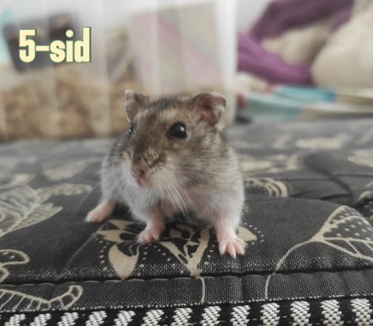 Hamster anão russo