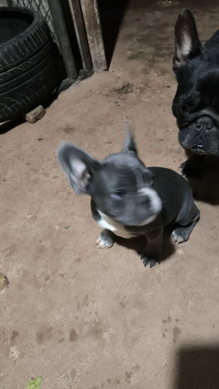 vendo buldogue francês  - Foto 5