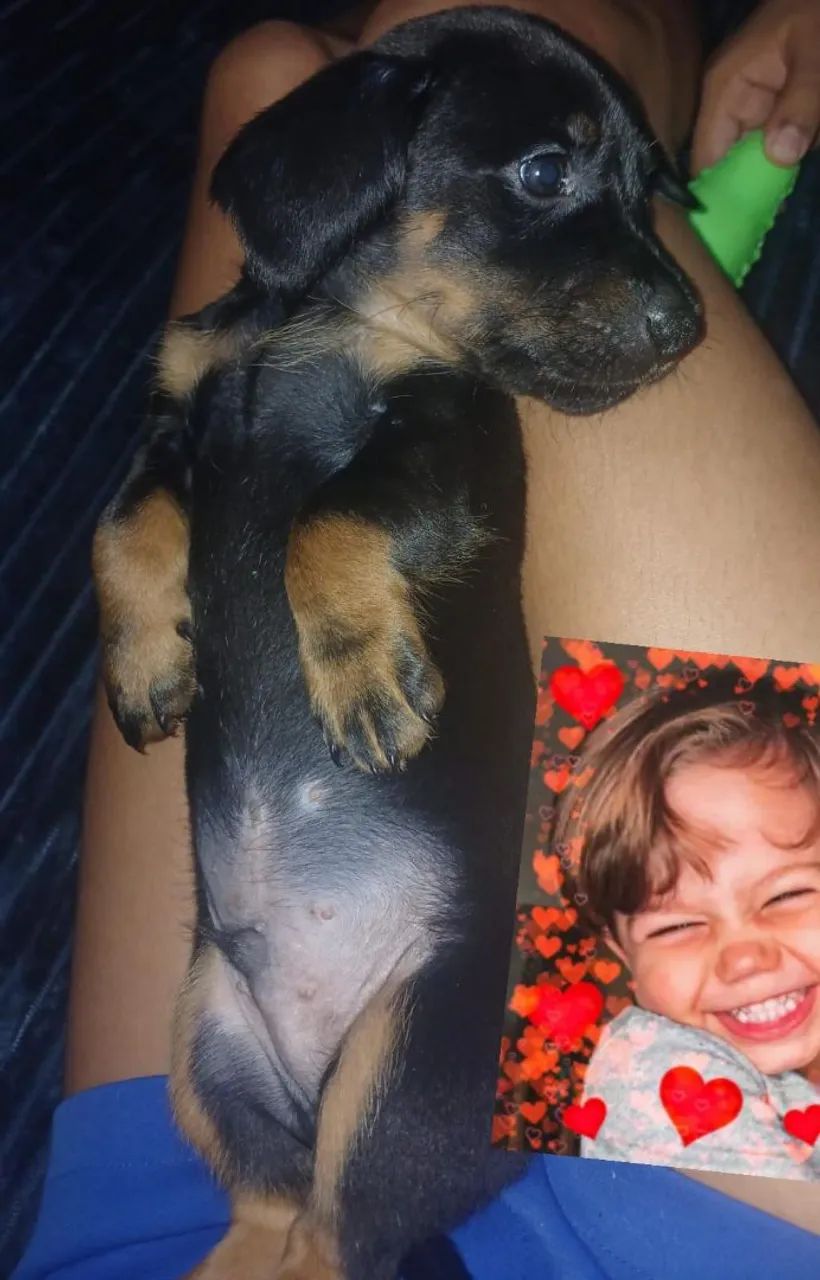 Danchaund salsicha  - Foto 4