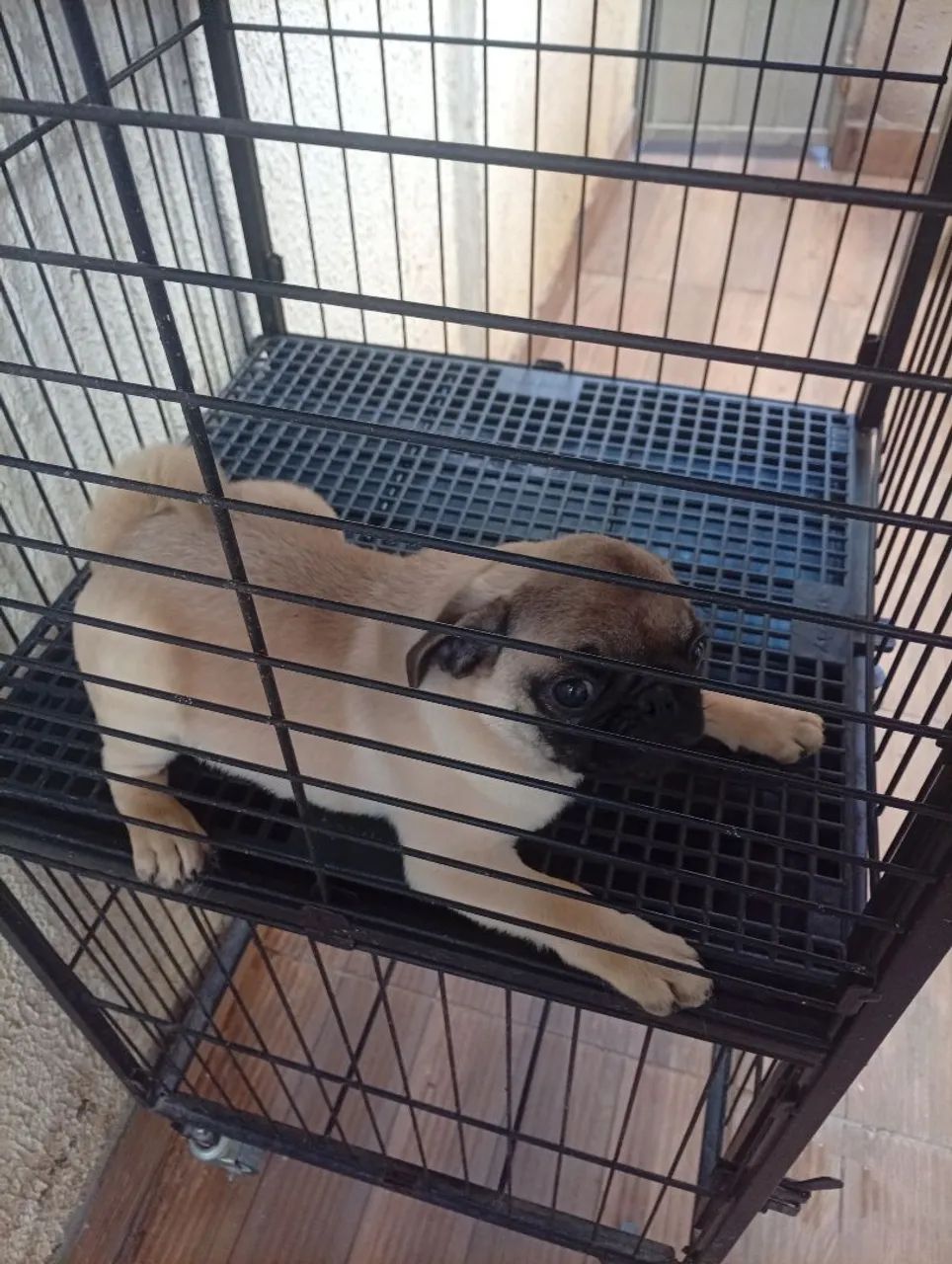 Cachorro  - Foto 2