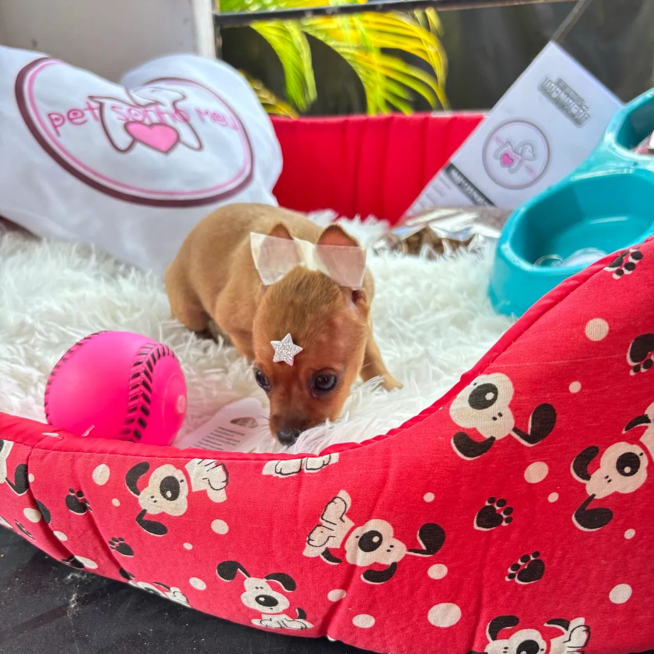 Pinscher MICRO macho - Foto 5