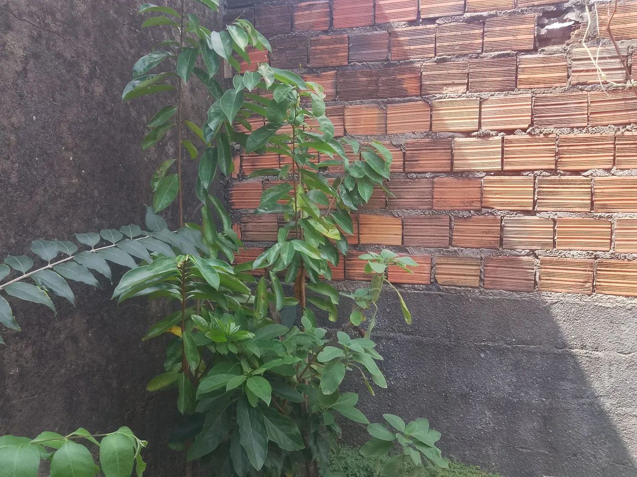 Muda de graviola 