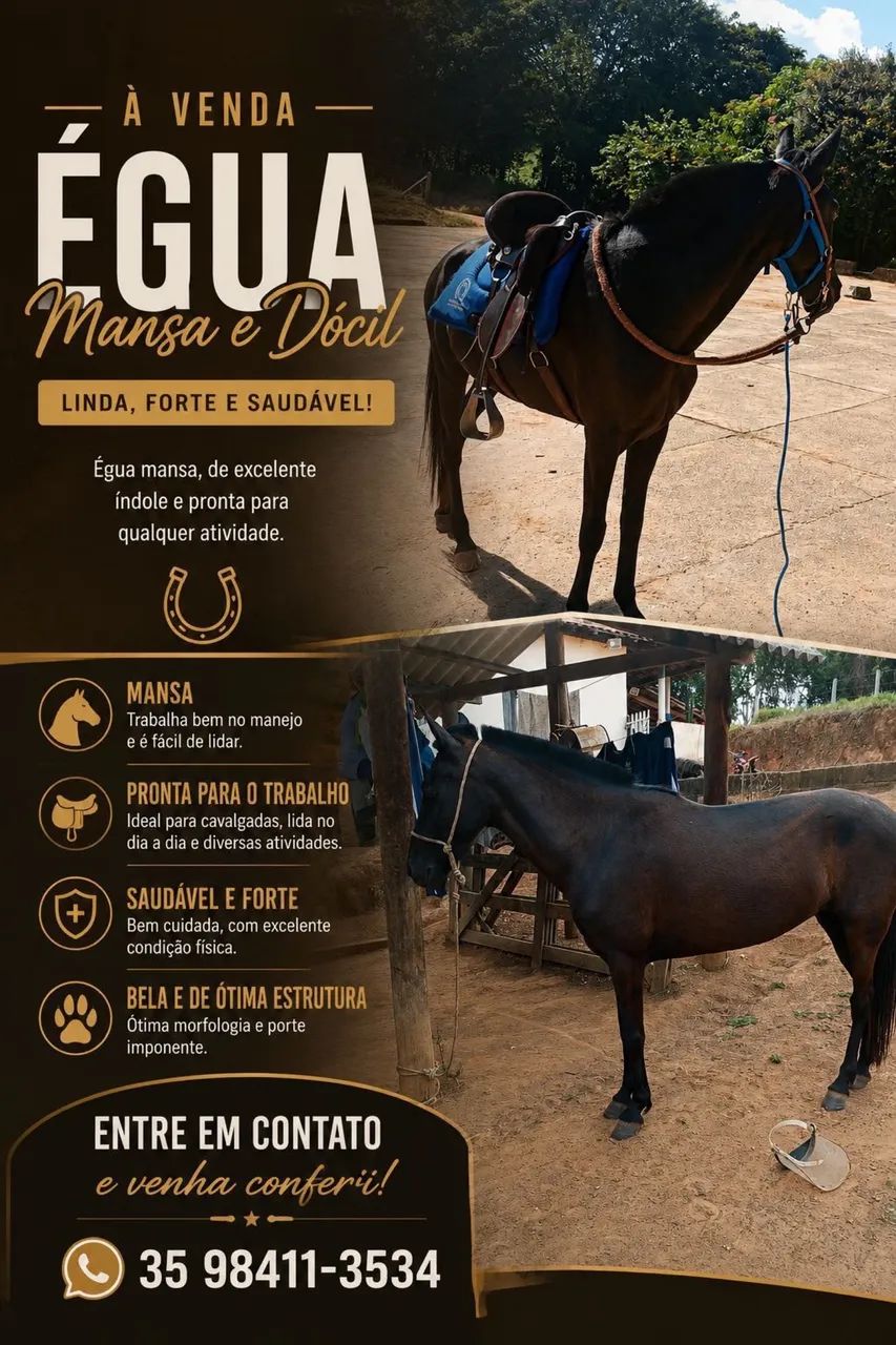 Égua machadeira - Foto 3