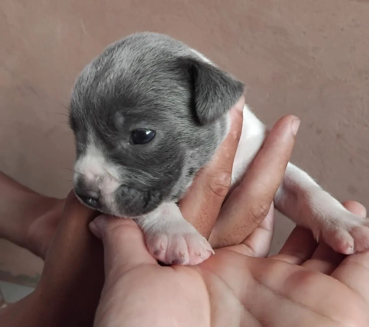 Pitbull  - Foto 2