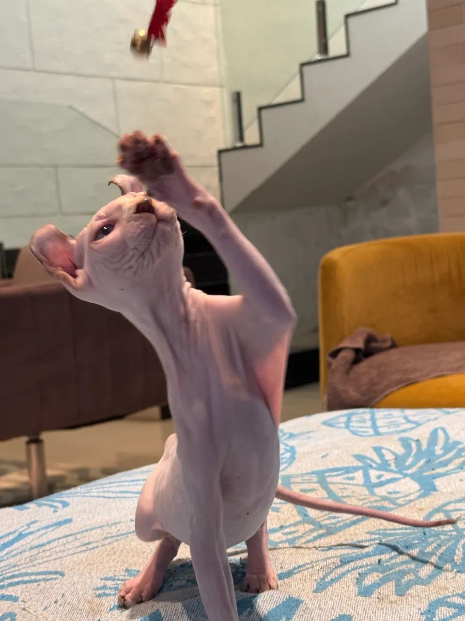 Lindo Sphynx (Elf) - Foto 5