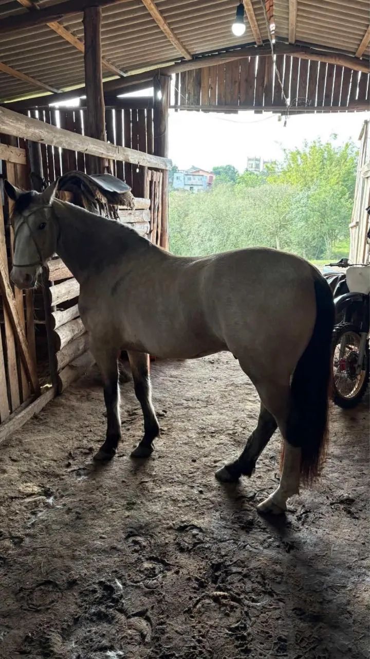 Cavalo Baio com documento  - Foto 5