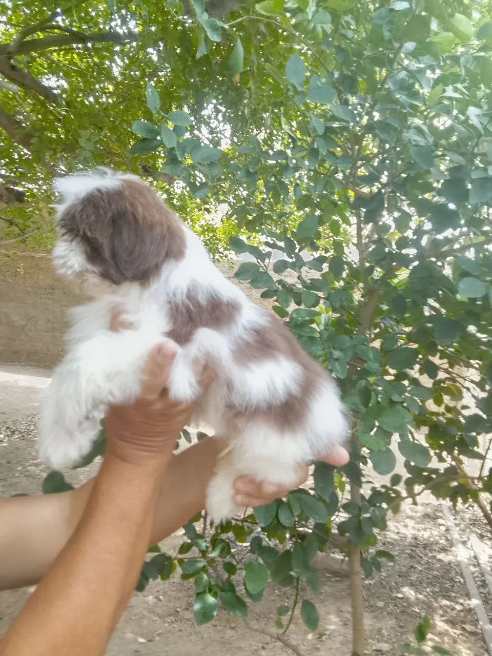 Shih tzu fígado macho