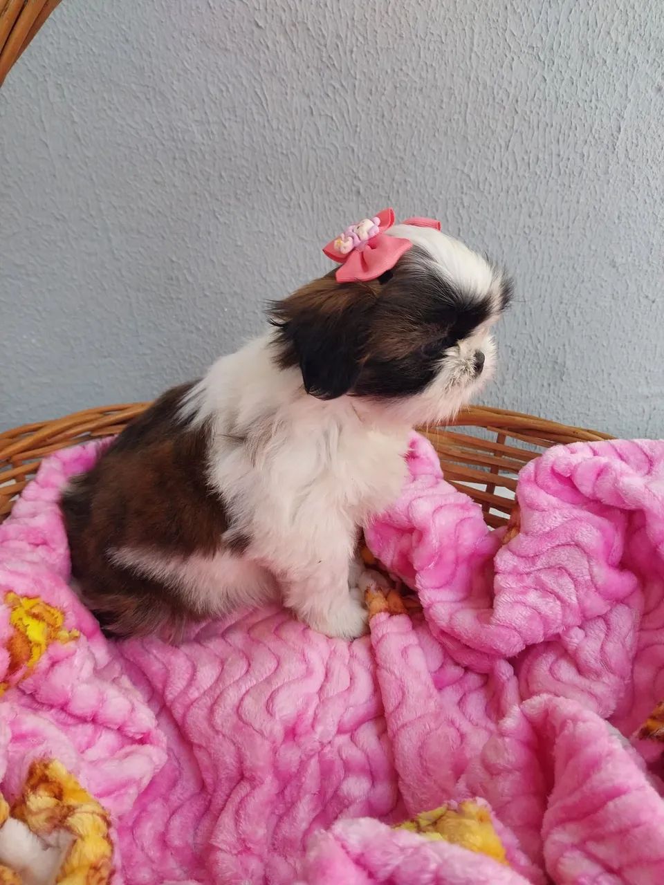 Fêmeas Shih-tzu  - Foto 2