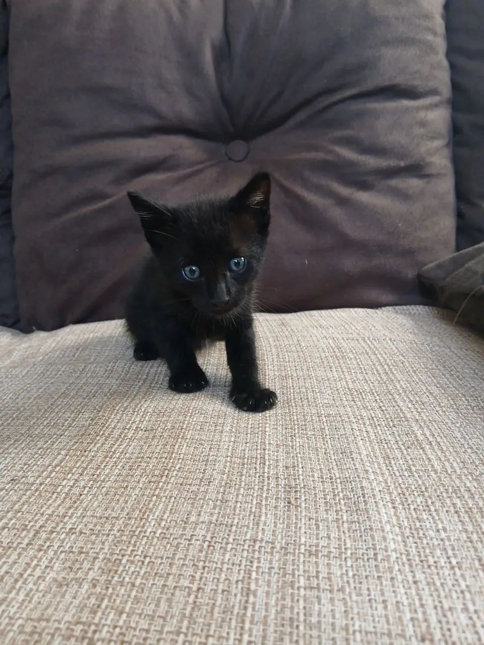 gatinho para doação 