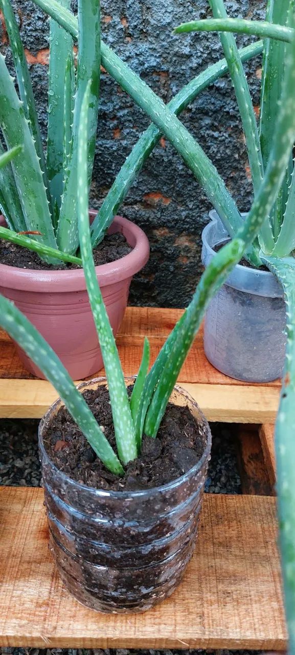 Muda de babosa - Foto 5