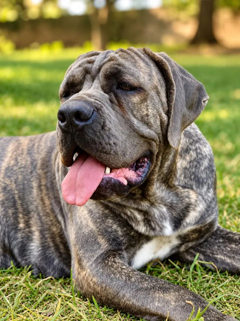 Filhote de Cane Corso - Foto 2