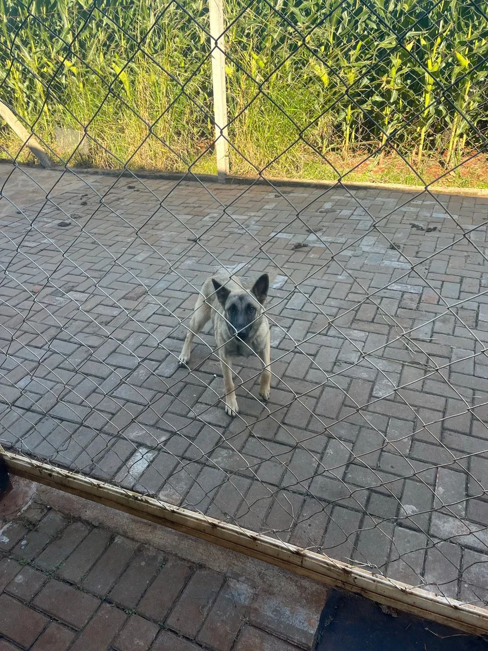 Malinois - Foto 2