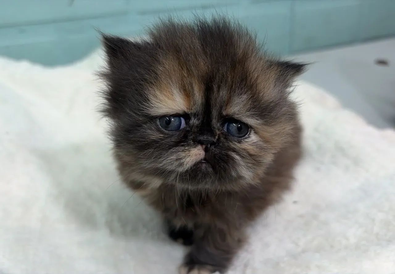 Gato persa - Foto 3