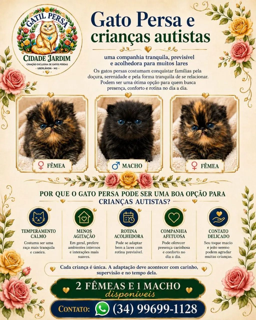 Gatos persas 