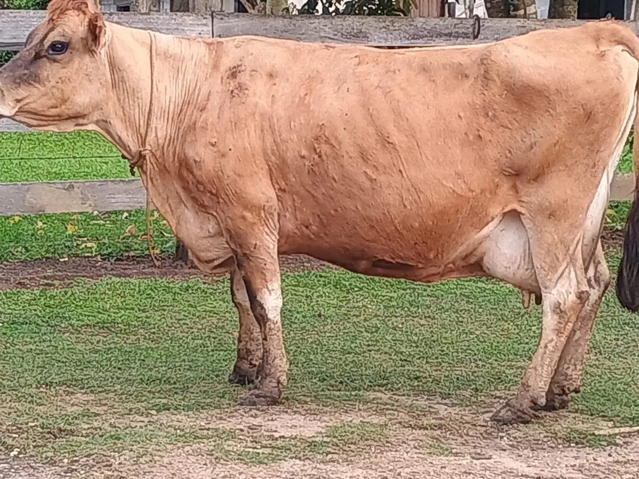 Vaca gersy  - Foto 2