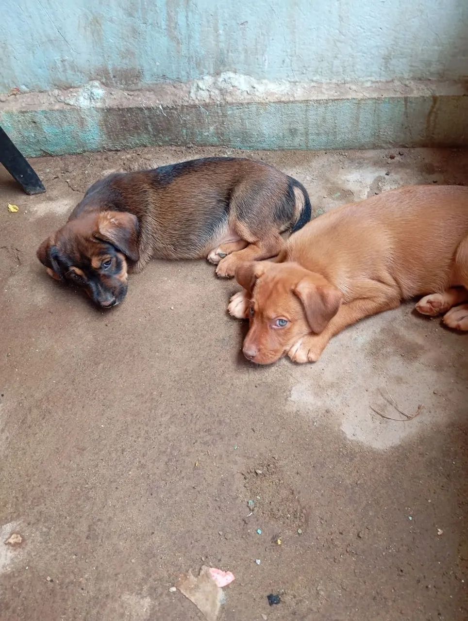 Cachorro filhote pra doação 