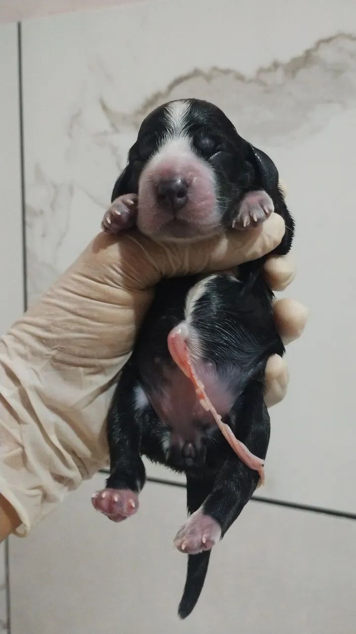 Filhotes de cocker  - Foto 4