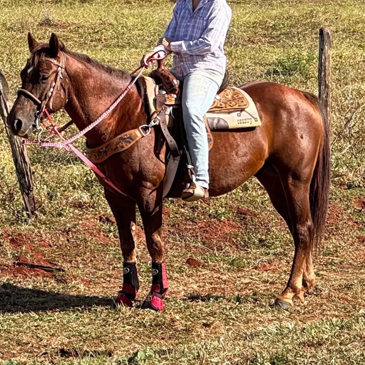 Cavalo Quarto de Milha  - Foto 3