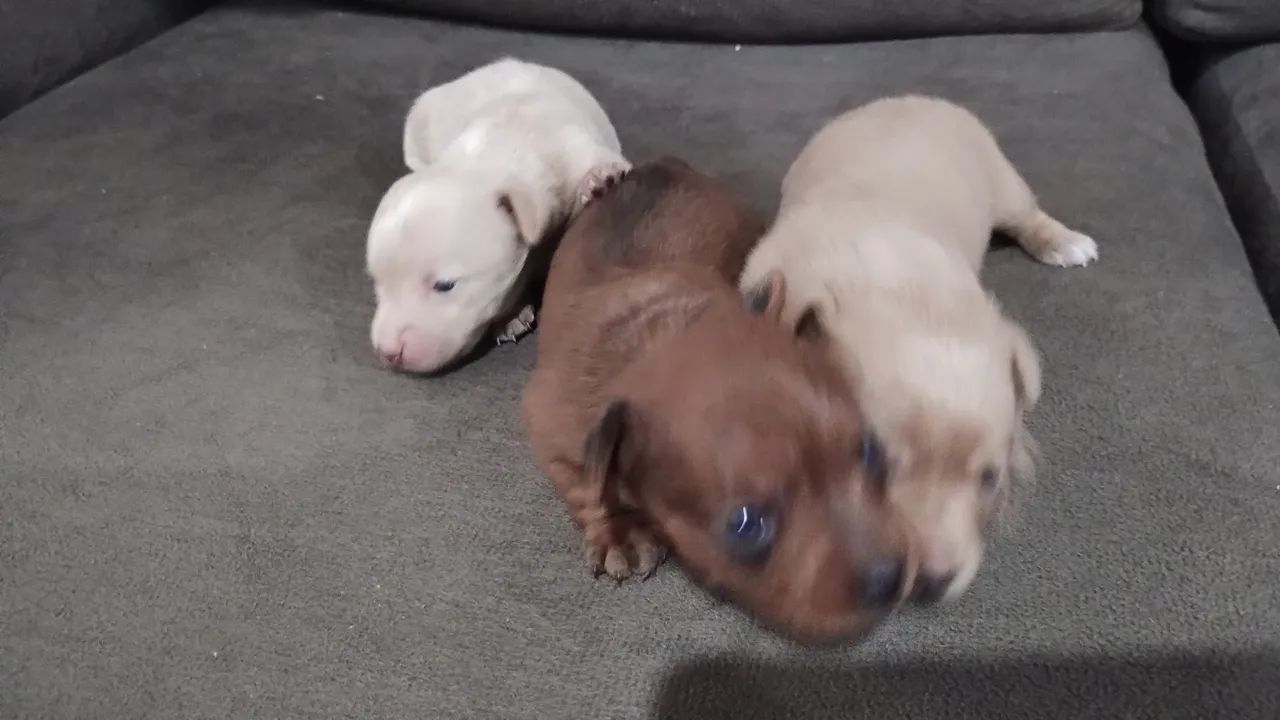 Pinscher número zero 