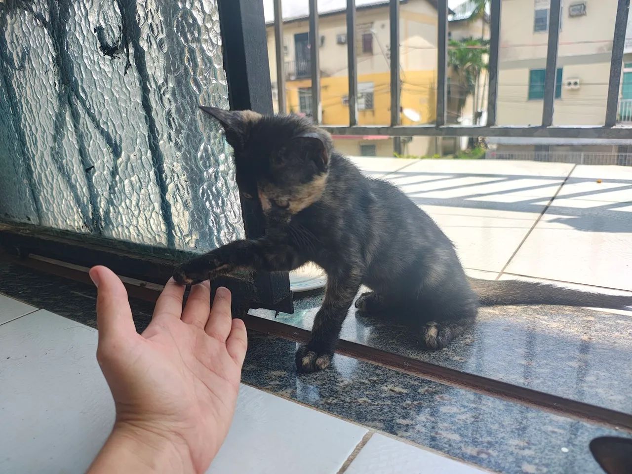 Gatinha para doação  - Foto 4