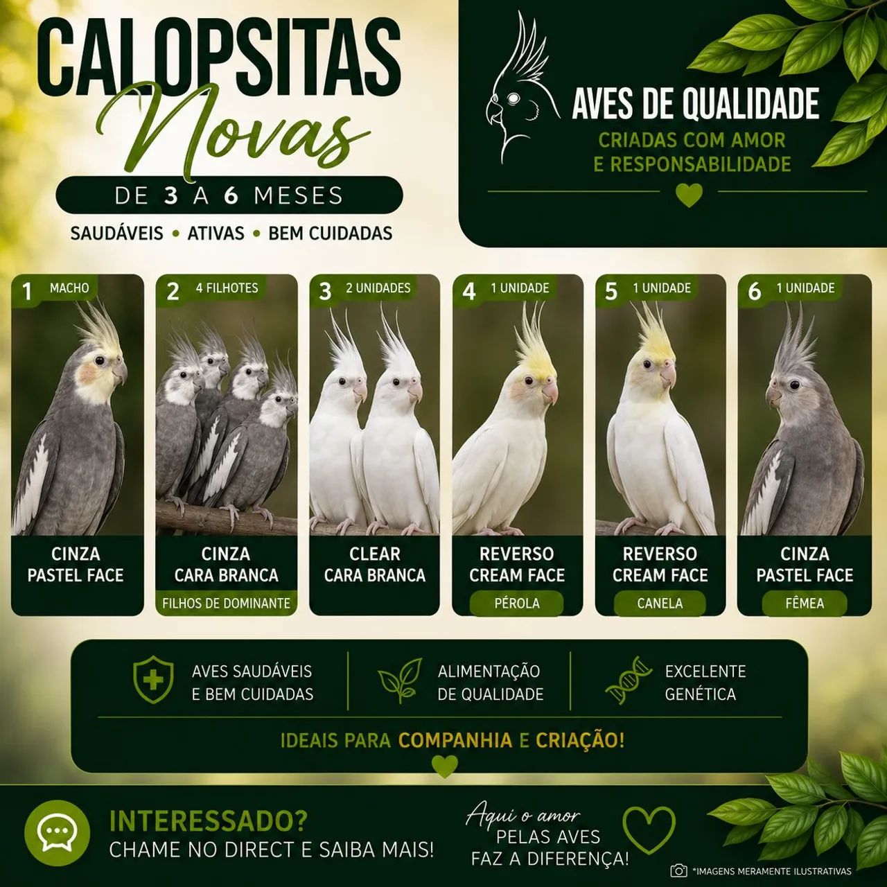 Calops 