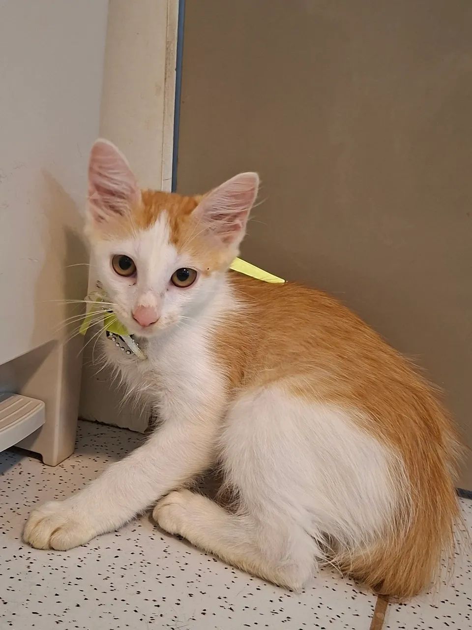 Adote o Gabriel - Foto 2