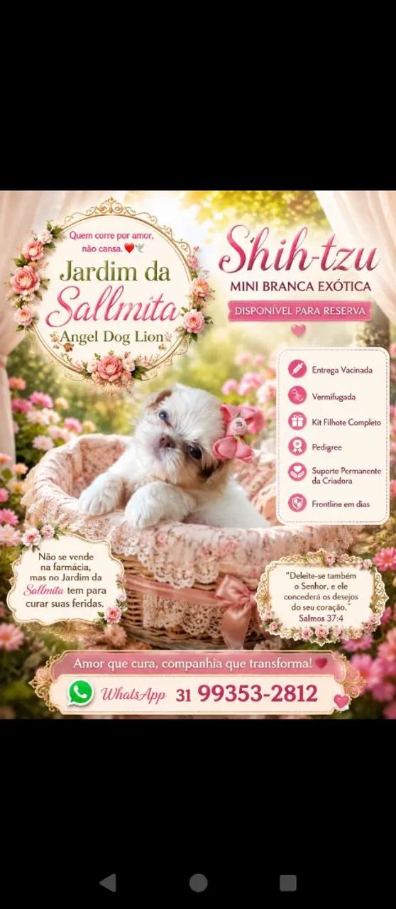 Filhotes de Shihtzu minis