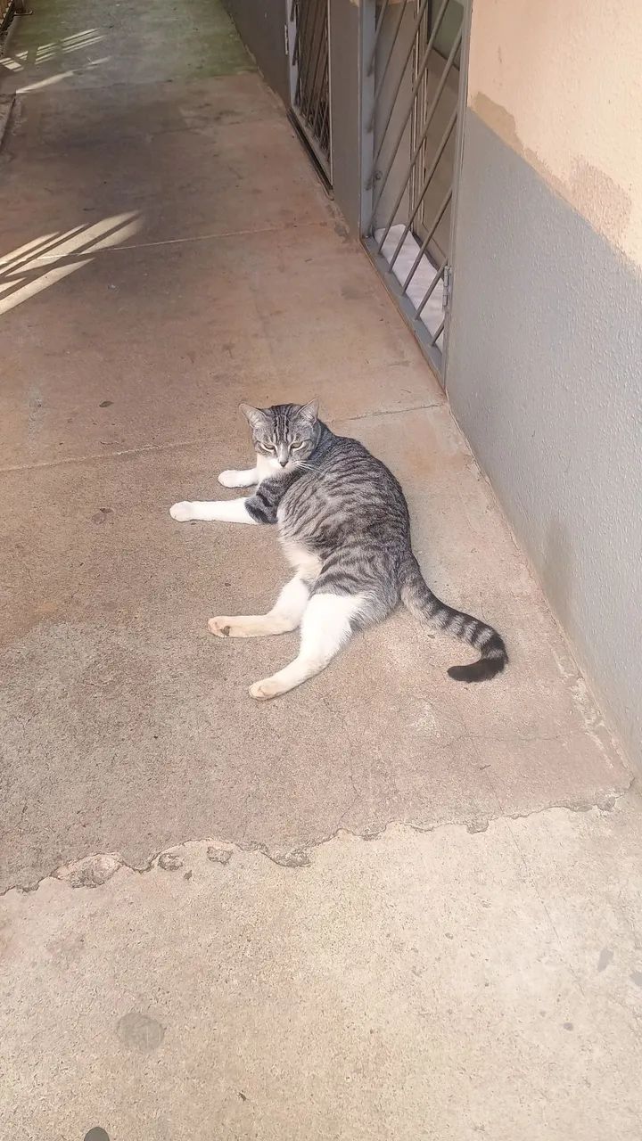 Doa-se gato macho  - Foto 3